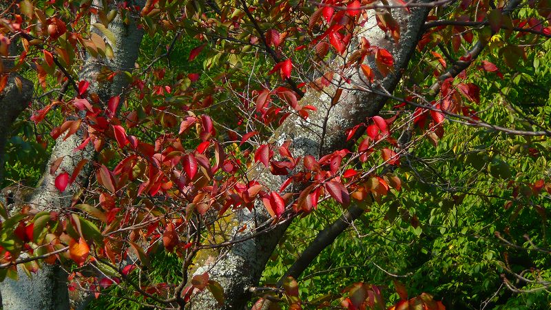 秋色探し 秋色点描 （伏見 北堀公園＆伏見桃山城 ）（2009年10月30日)_c0119555_2229375.jpg