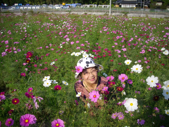 今年も、「コスモスの優しさに包まれて」・・・（＾＾）_f0113862_17502449.jpg