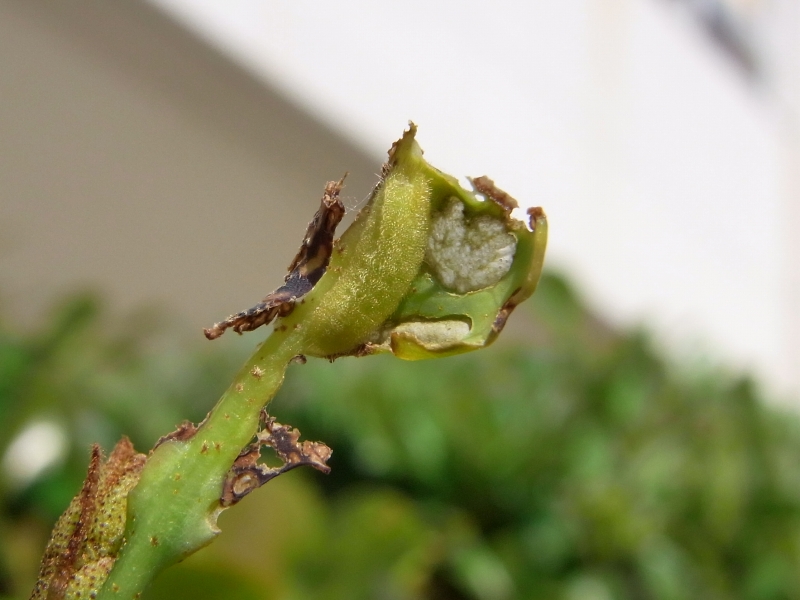 c0142963_6291441.jpg