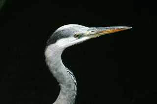 b0120968_18131286.gif