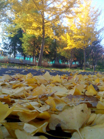 f0021369_23185627.jpg