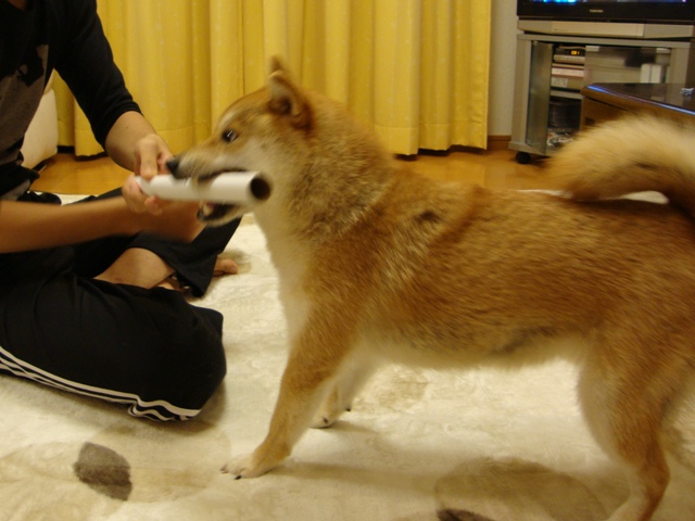かぼ父さんが撮った写真_a0126590_23151183.jpg