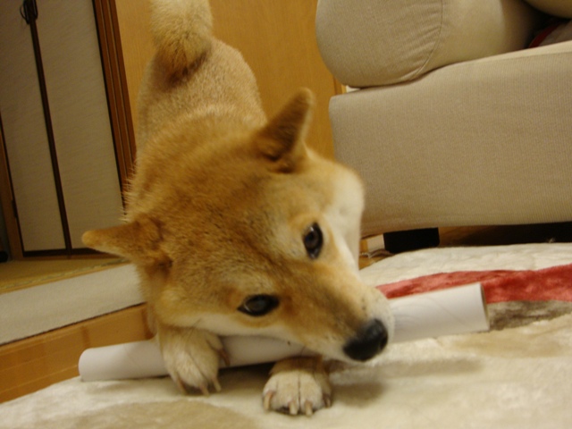 かぼ父さんが撮った写真_a0126590_23152971.jpg