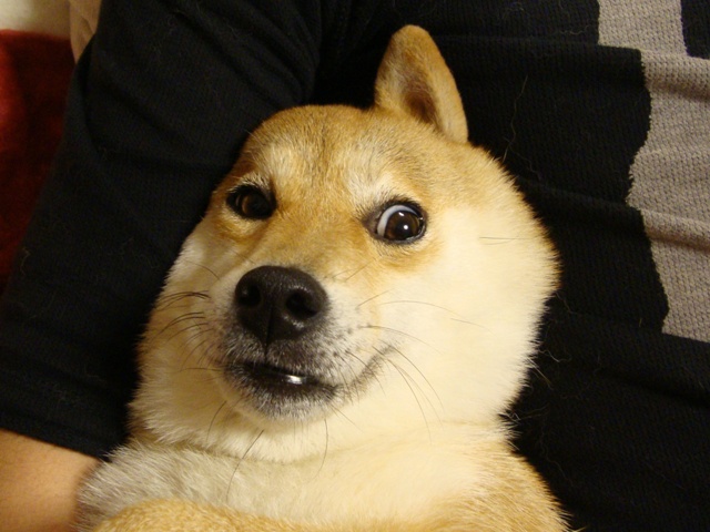 かぼ父さんが撮った写真_a0126590_23164270.jpg