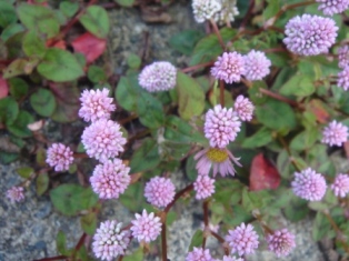 b0128101_13451623.jpg