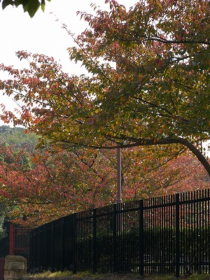 a0123003_22242119.jpg