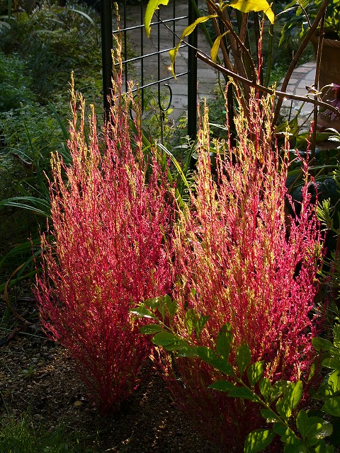 a0123003_2224315.jpg