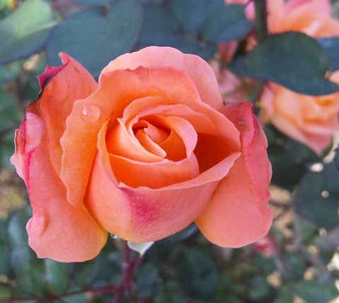 秋の薔薇を見に*_d0085018_0413672.jpg