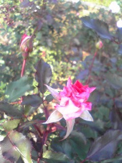 秋の薔薇を見に*_d0085018_18923.jpg