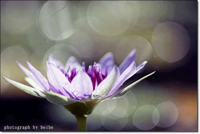 a water lily_c0179619_12401230.gif