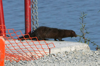 013 Tommy Thompson Park ~ついに潜入!~_c0211532_8162237.jpg