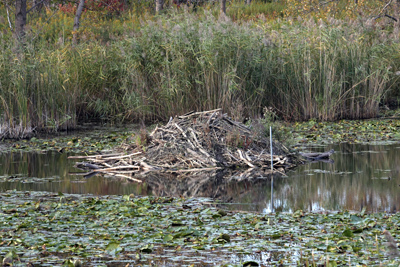 013 Tommy Thompson Park ~ついに潜入!~_c0211532_891982.jpg