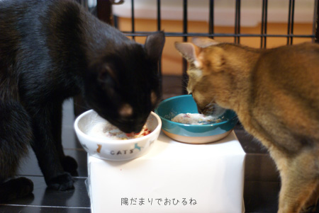 生肉嫌いな猫ってさ…_c0132438_2134856.jpg