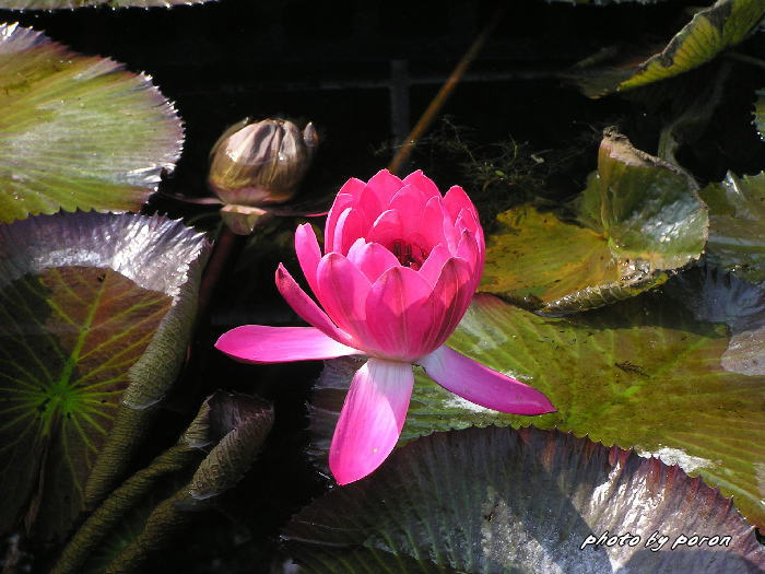 大阪市立大学付属植物園の植物（１０月下旬）_c0137342_9585612.jpg