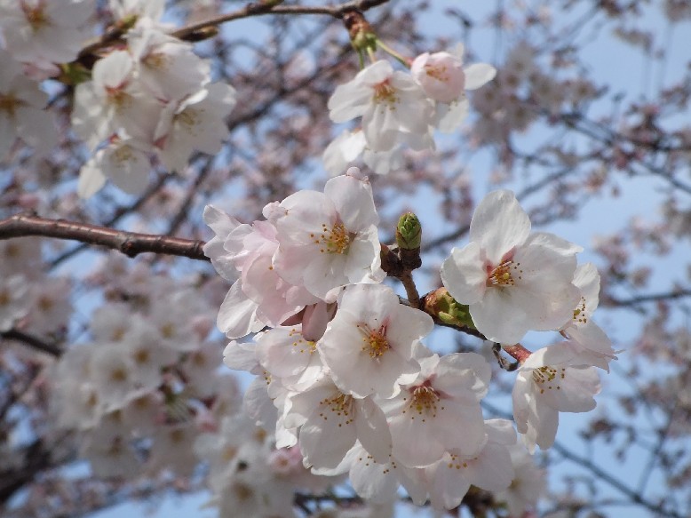 Cherry Blossom_e0046748_1923435.jpg