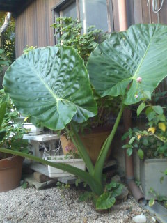 同志 和 再撮り 地 植え できる 観葉 植物 Hiiki Jp