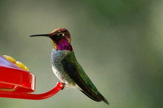 Anna S Hummingbird アンナハチドリ Hello From Greenbrae California 3