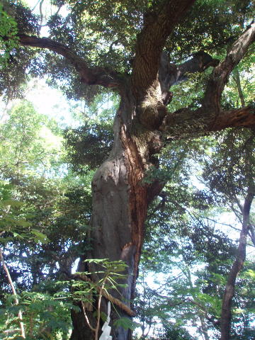 秋の京を歩く vol.7糺の森 下鴨神社_d0098183_10295042.jpg