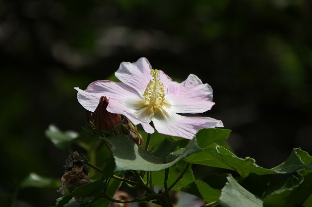 今日の花など（10/30）_b0115085_15391767.jpg