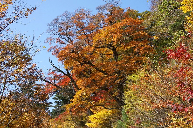 2009.10.30　岳人の森の花。　「再度、ファガスの森へ」　　　　　　_f0140087_18332470.jpg