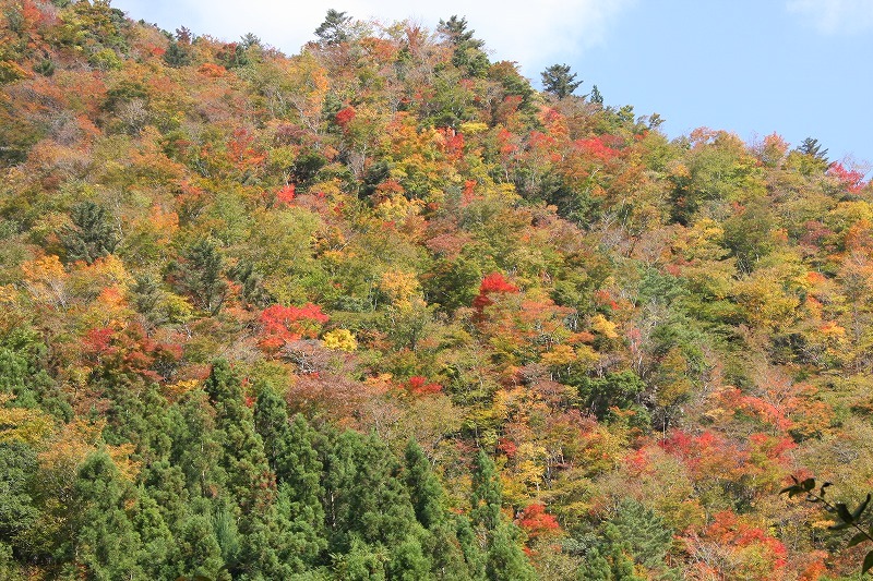 2009.10.30　岳人の森の花。　「再度、ファガスの森へ」　　　　　　_f0140087_183748100.jpg