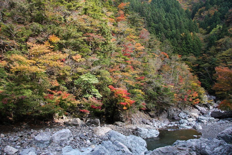 2009.10.30　岳人の森の花。　「再度、ファガスの森へ」　　　　　　_f0140087_1840091.jpg