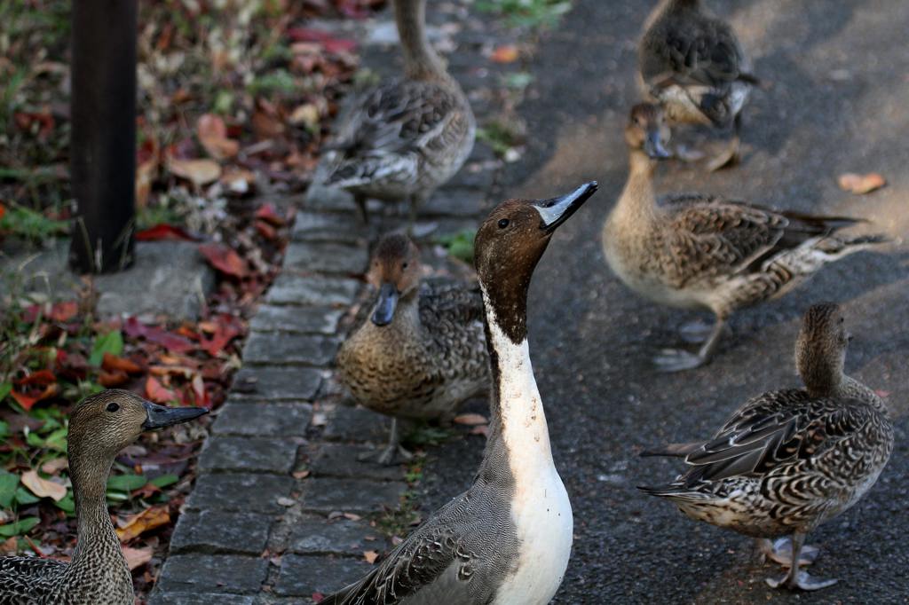 番外　都市公園のオナガガモ／餌やりは禁止！！_b0024798_5445031.jpg