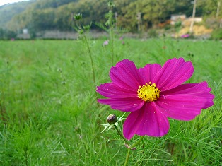 c0212298_1743650.jpg