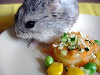 ゴマたん、2歳おめでとう！（Criceto） _d0006400_23313713.jpg