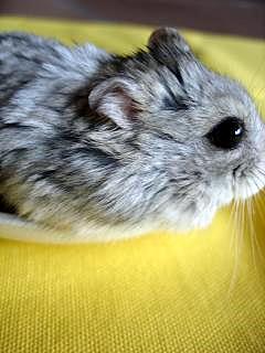 ゴマたん、2歳おめでとう！（Criceto） _d0006400_23332391.jpg