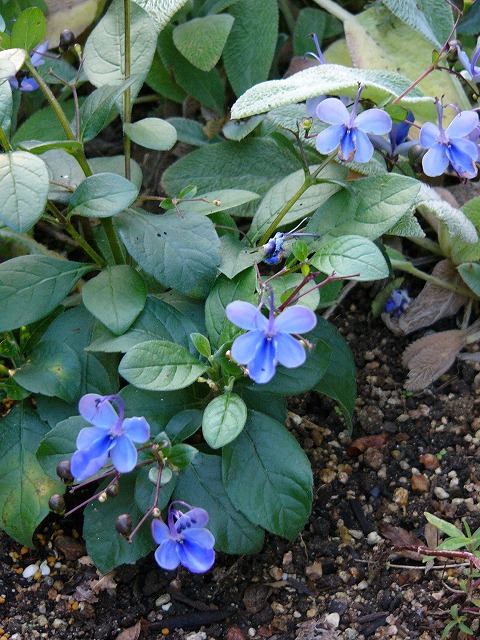 a0123003_2044736.jpg