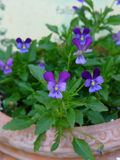 a0123003_2182641.jpg