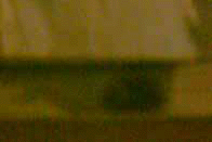 e0103408_12361418.gif