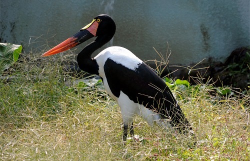 東武動物公園_d0118616_22391694.jpg