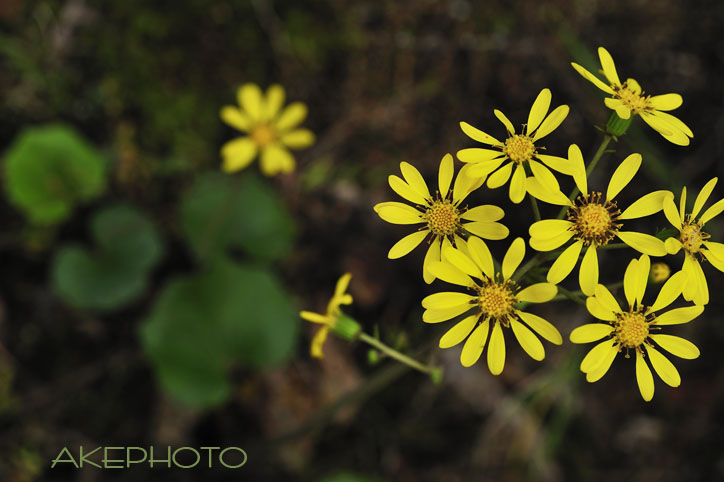 フキの花_e0127416_18442788.jpg