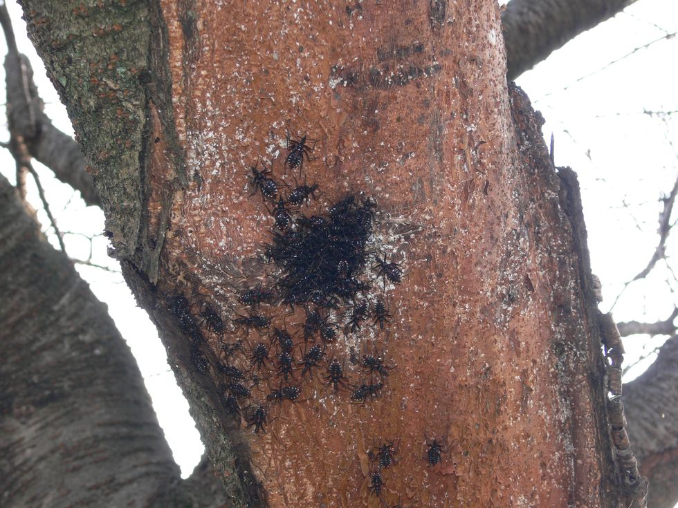 桜の大木に群れる黒い塊り・・・ヨコヅナサシガメの幼虫達だった_a0031821_19351961.jpg