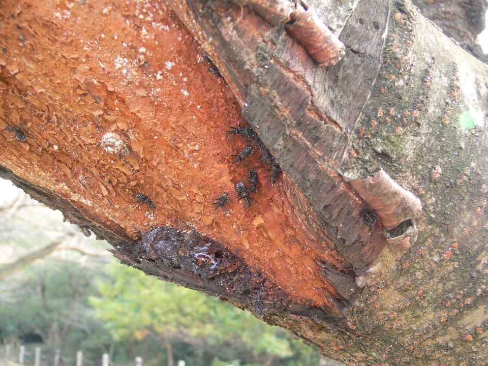 桜の大木に群れる黒い塊り・・・ヨコヅナサシガメの幼虫達だった_a0031821_19442028.jpg