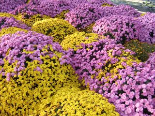 c0136324_2155840.jpg