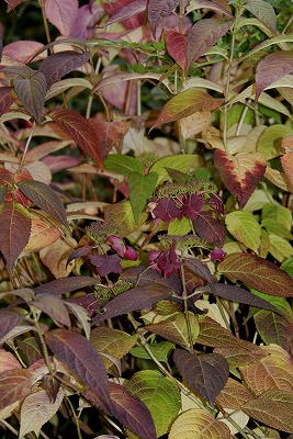 f0170524_15195737.jpg