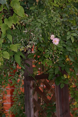 f0170524_15201065.jpg