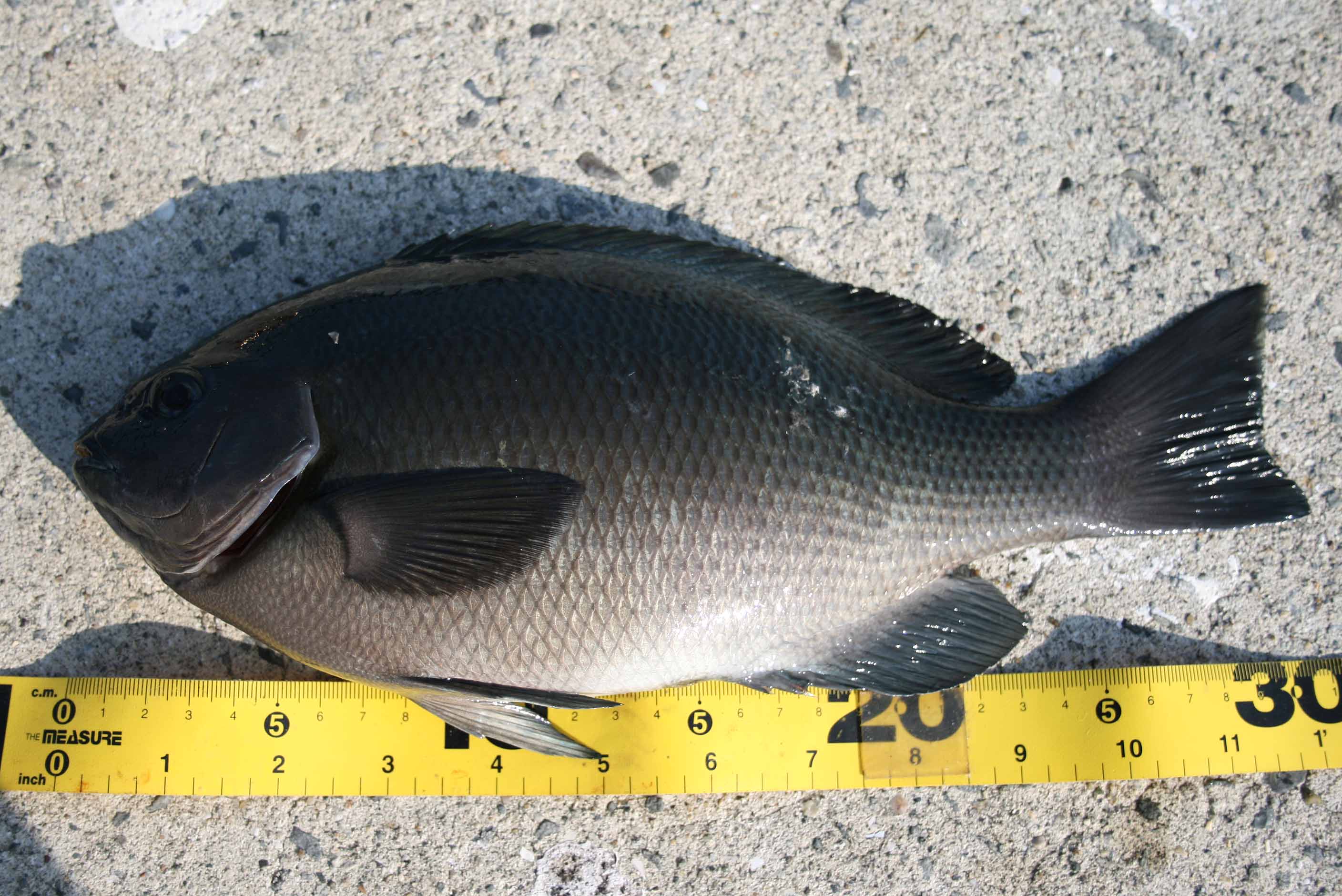 コブダイ冬の陣シーズンインの予感 Fishing Diary