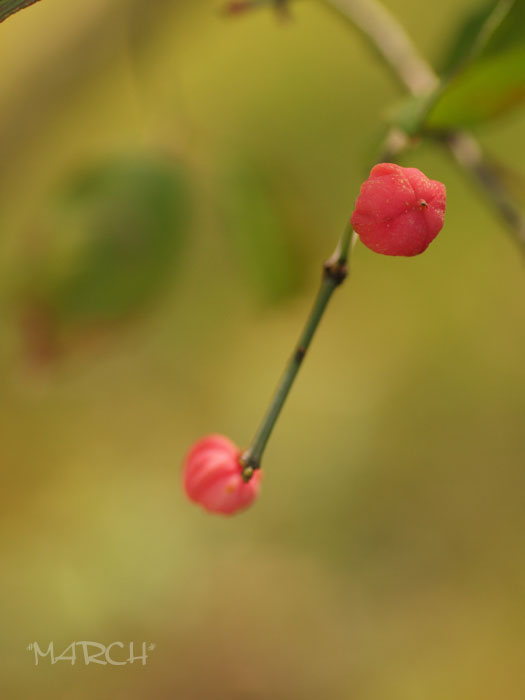 e0146037_22841.jpg