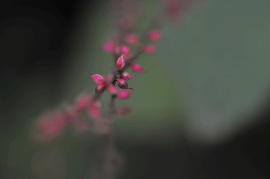 c0093046_1213576.gif