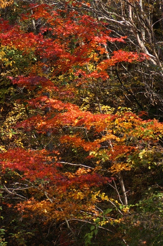 え！！　１０月も おわっちゃうの・・・・。_f0114346_7264576.jpg