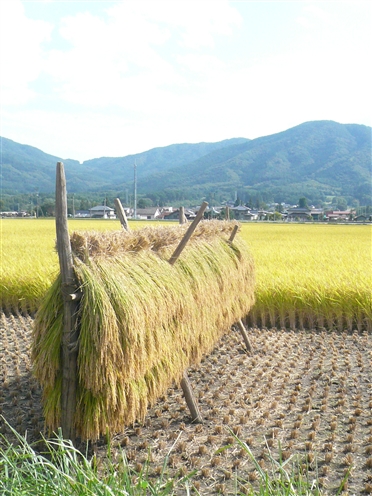 稲を干す フウドの日々暮らし