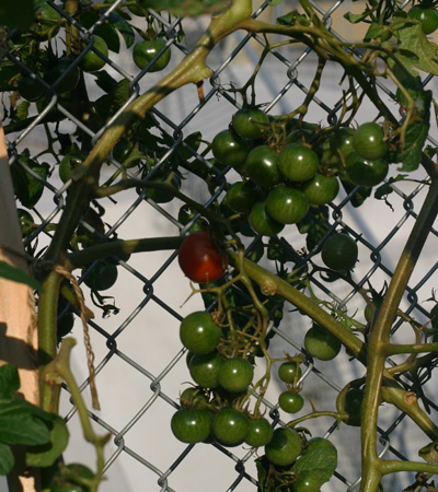 e0177459_9134832.jpg