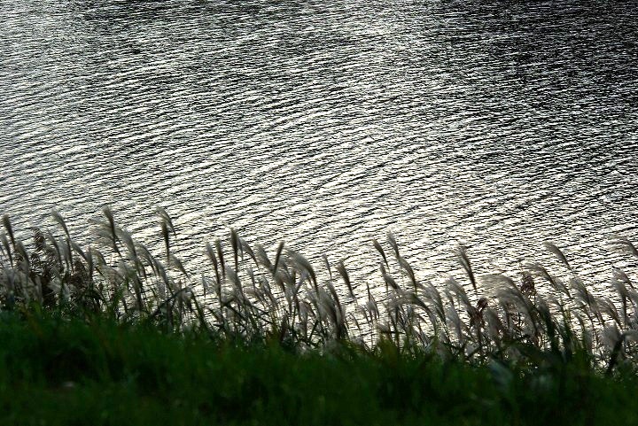 ススキ_e0117266_1852152.jpg