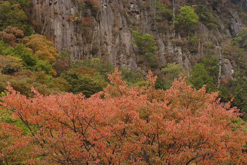 奈良県宇陀郡曽爾村　桜紅葉　（２）_f0067667_21313679.jpg