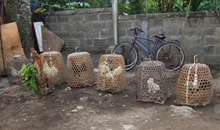 放し飼いの動物達_d0083068_13332434.jpg