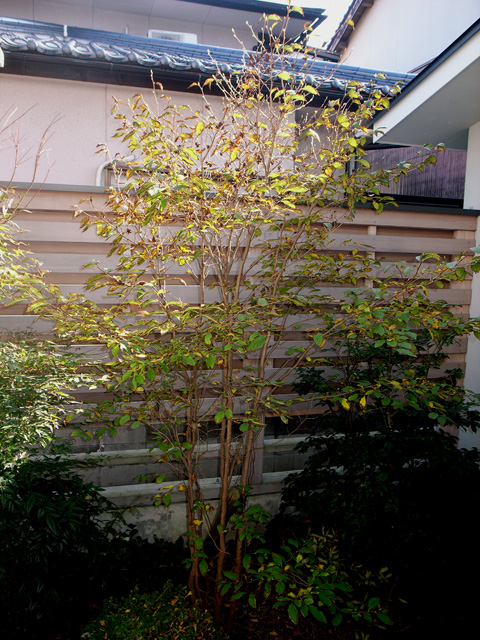 d0141173_11411773.jpg